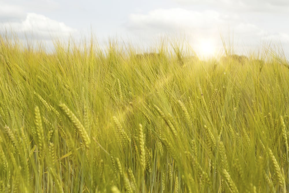 Fresh crops at sunrise on a summers morning Fresh crops at sunrise on a summers morning