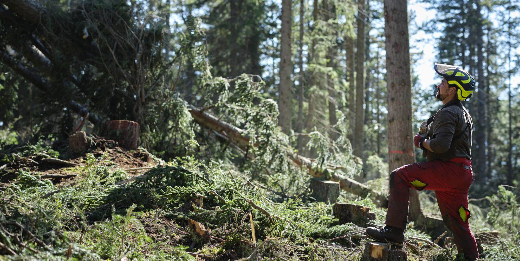 Skogsbarometern-2025