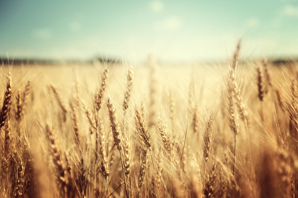 golden wheat field and sunny day golden wheat field and sunny day