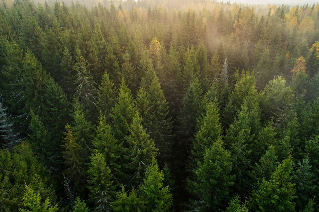 iStock-1283856881 iStock-1283856881