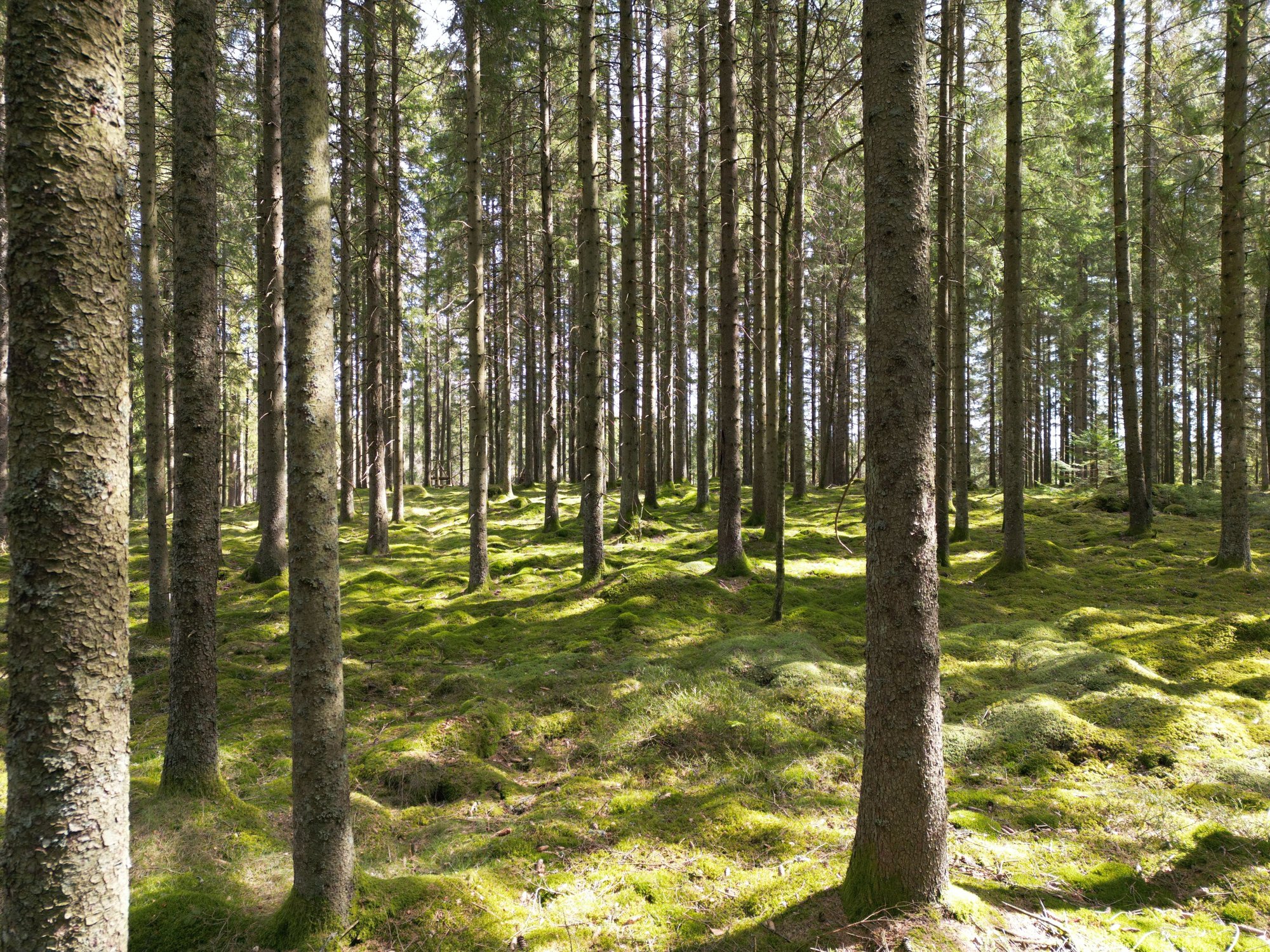 skog-3 skog-3
