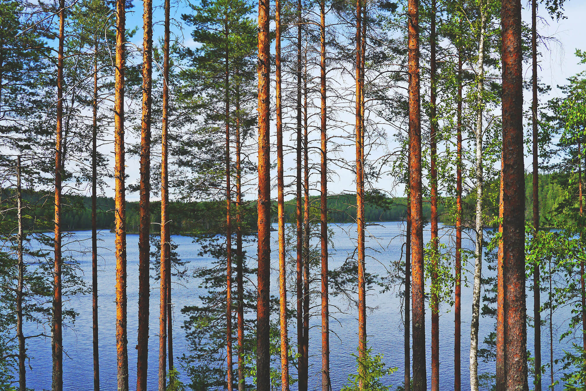 skogsmarkspriser-1 skogsmarkspriser-1